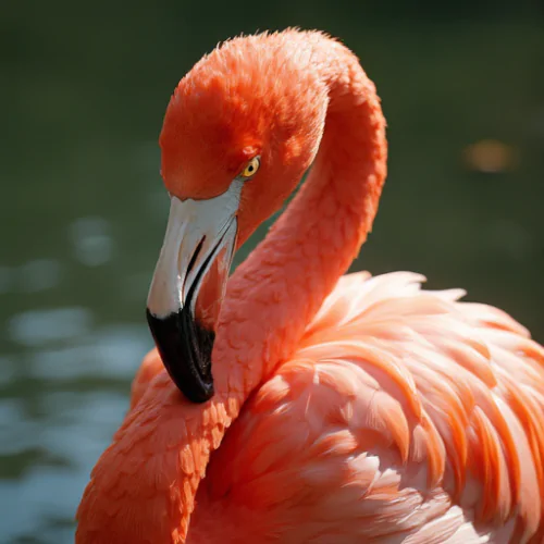 Flamingo Hayvanı Hakkında Bilmeniz Gerekenler ve İlginç Özellikleri