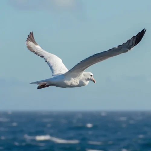 Albatros Kuşlarının Büyüleyici Dünyası ve Uçuş Teknikleri