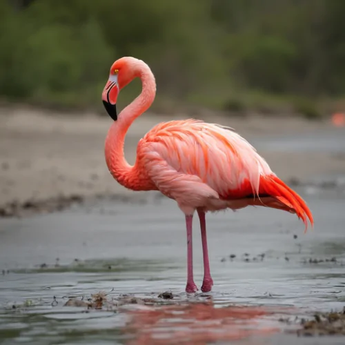 Amerikan Flamingosu Neden Eşsiz ve Koruma Altında Olması Gerekir