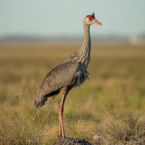 Brolga Kuşu Nedir Özellikleri ve Yaşam Alanı Hakkında Bilmeniz Gerekenler