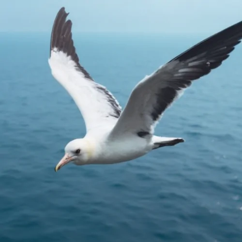 Galápagos Albatrosu ile Tanışın Doğanın En Etkileyici Uçucusu