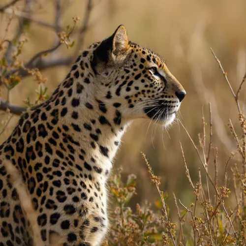 Girit Leoparı Neden Tehdit Altında ve Koruma Çabaları