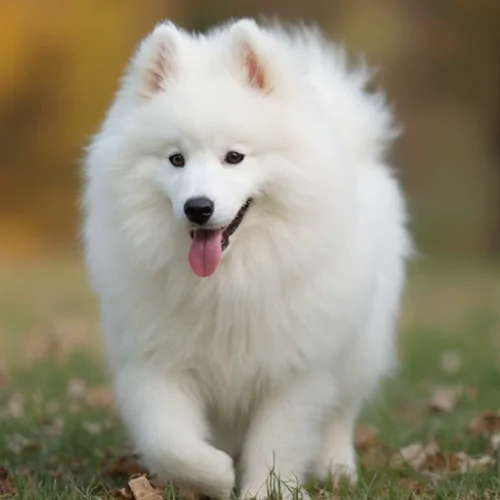 Samoyed Köpekleri Hakkında Bilmeniz Gereken Her Şey