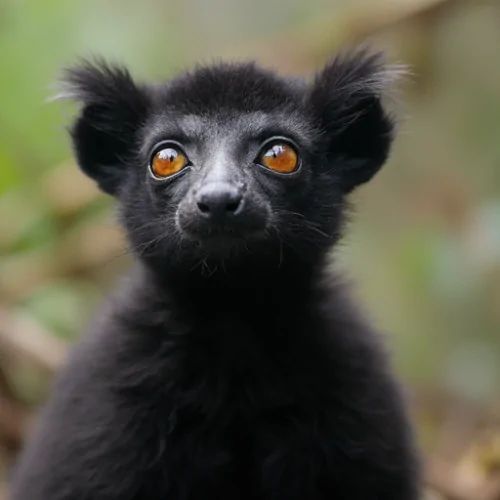 Siyah Renkli Lemur İncelemesi İlginç Özellikleri ve Yaşam Alanı